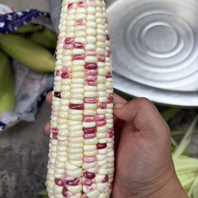 鲜食水果花糯玉米出售全部规范种植保证食品安全