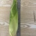 鲜食水果花糯玉米出售全部规范种植保证食品安全