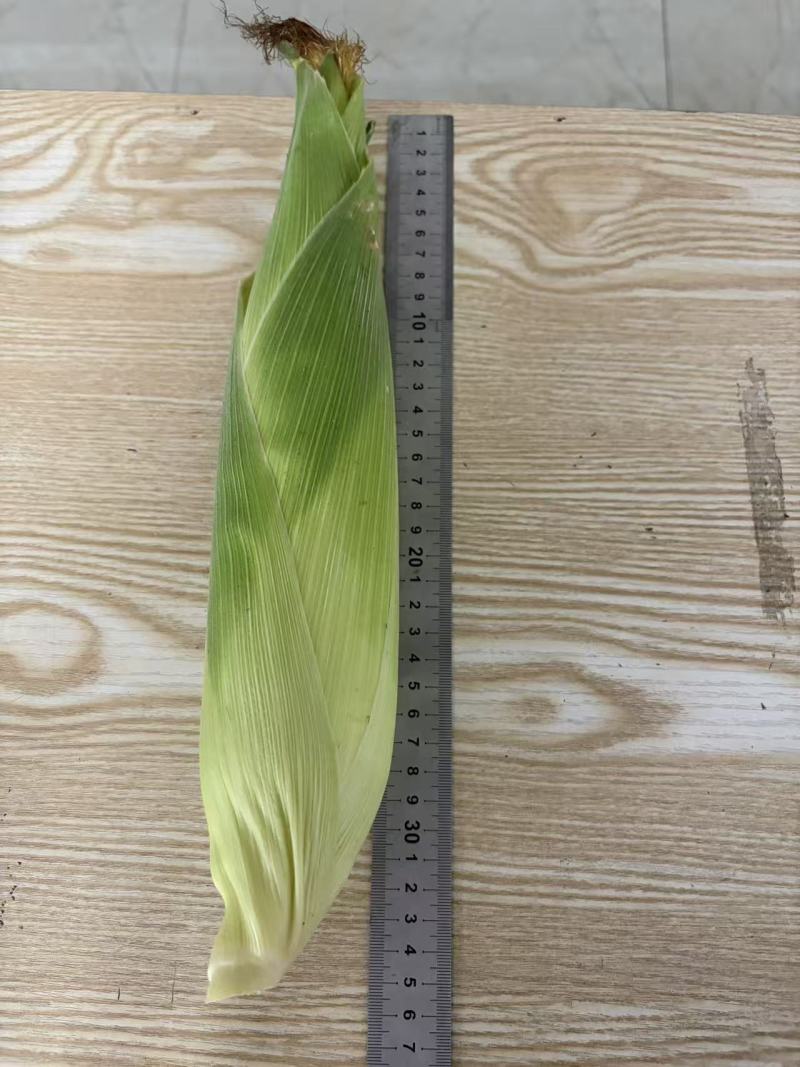 鲜食水果花糯玉米出售全部规范种植保证食品安全