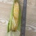 鲜食水果花糯玉米出售全部规范种植保证食品安全