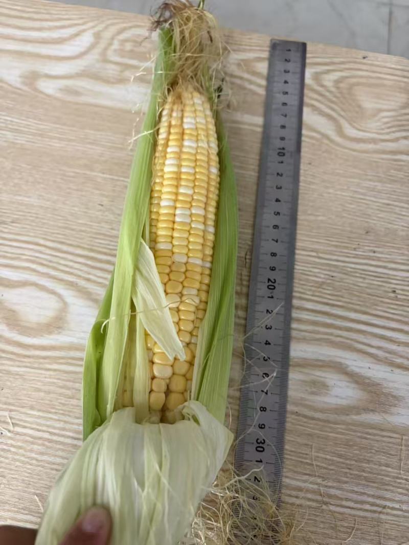鲜食水果花糯玉米出售全部规范种植保证食品安全