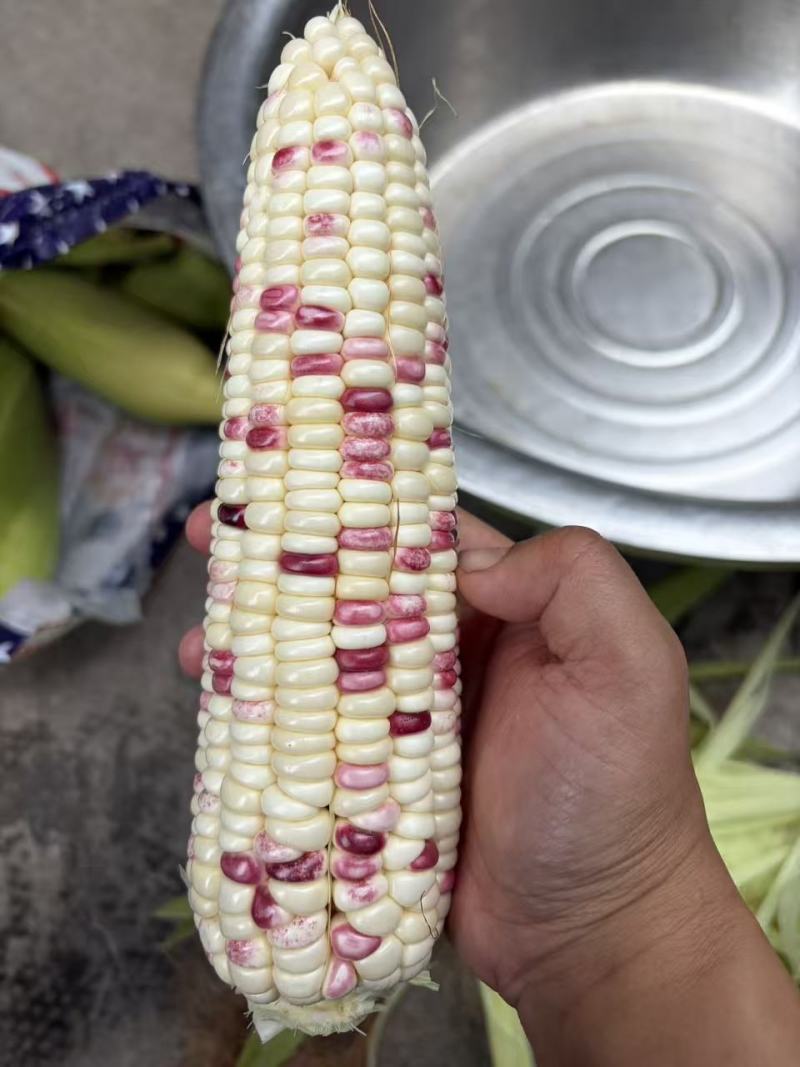 鲜食水果花糯玉米出售全部规范种植保证食品安全