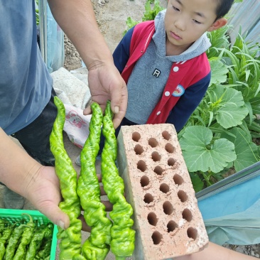 定西市安定区内官营镇螺丝椒大量上市，高原夏菜，质高价优