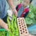 定西市安定区内官营镇螺丝椒大量上市，高原夏菜，质高价优