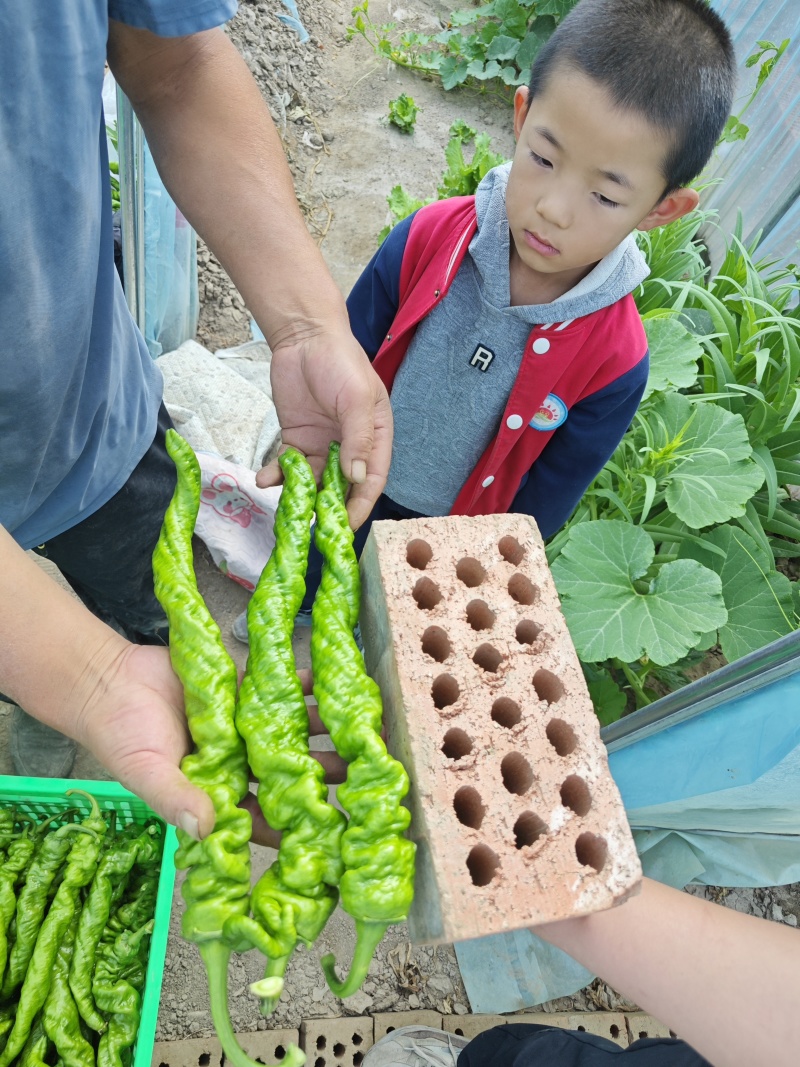 定西市安定区内官营镇螺丝椒大量上市，高原夏菜，质高价优