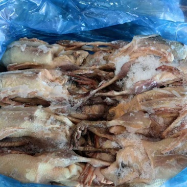 二级麻鸭