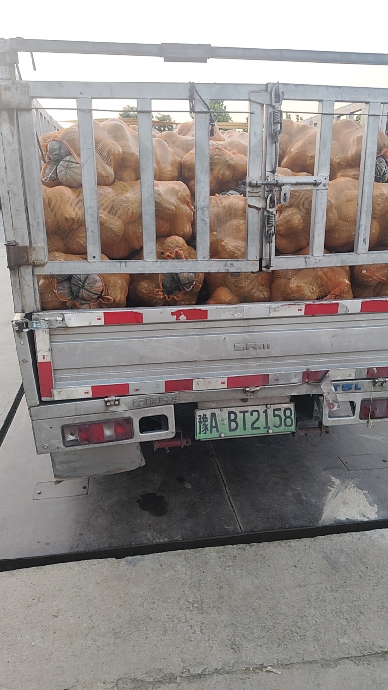 小金香花生南瓜万亩基地直发，品质保证对接外贸档口