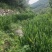四川高山红洋荷产地直供货源稳定整车走货欢迎客商洽谈合作