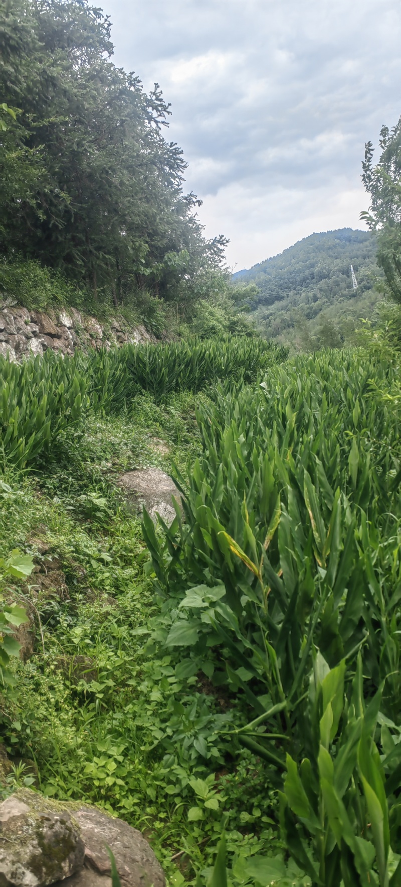 四川高山红洋荷产地直供货源稳定整车走货欢迎客商洽谈合作