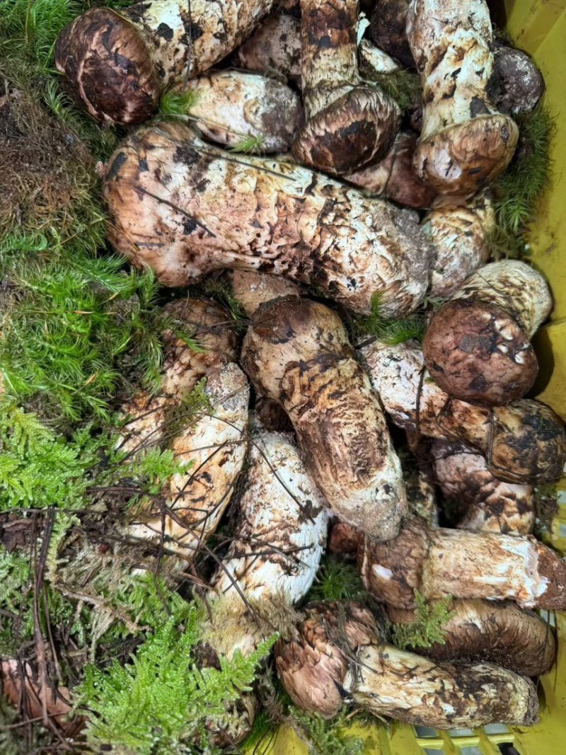 云南深山香格里拉原产地源头一手好货