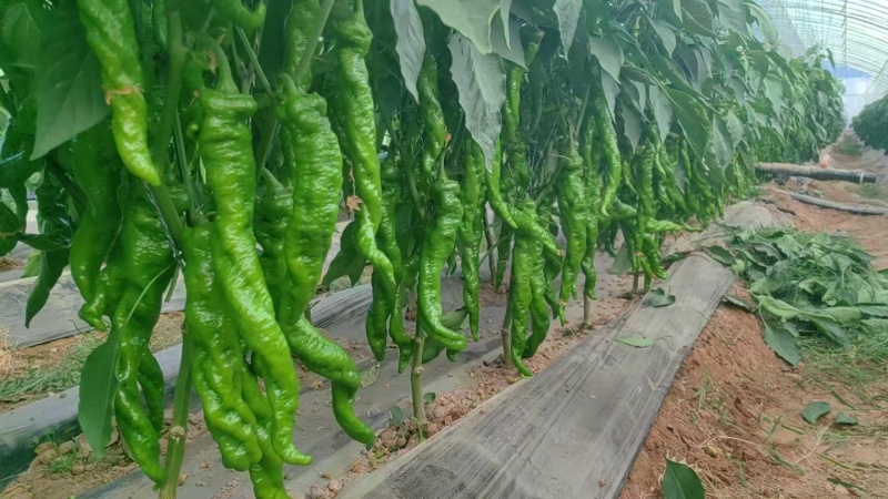 宁夏螺丝椒价格美丽质量好走货快对接全国量大从优欢迎询价