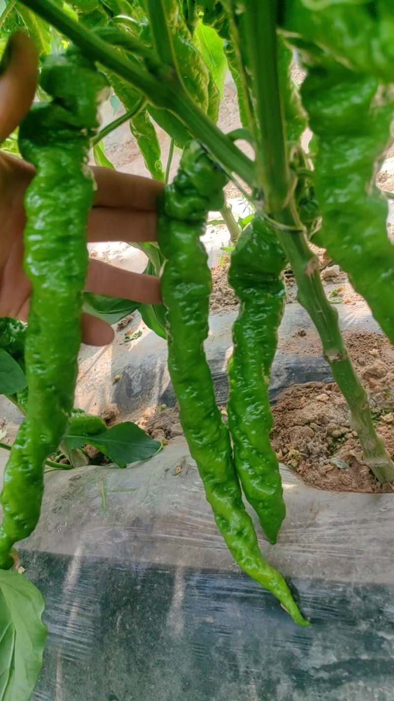 宁夏螺丝椒价格美丽质量好走货快对接全国量大从优欢迎询价