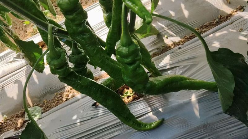 宁夏螺丝椒价格美丽质量好走货快对接全国量大从优欢迎询价