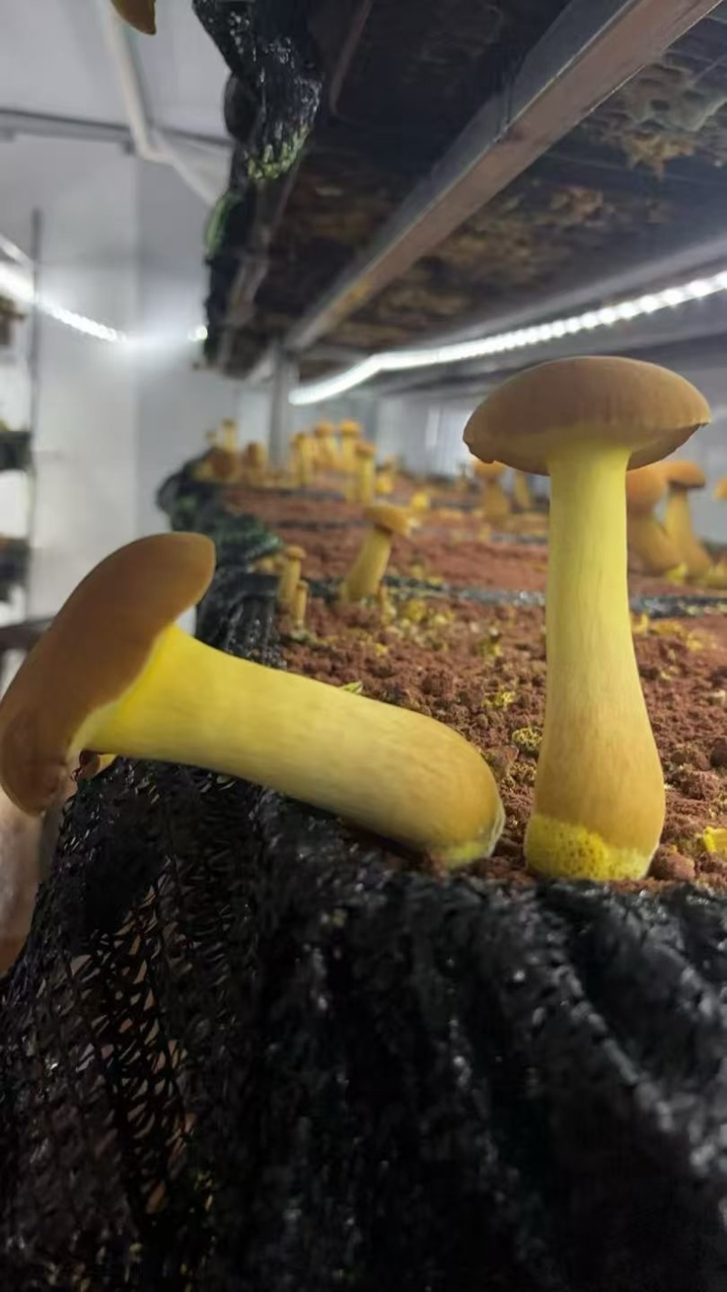 无毒见手青，黄牛肝菌，基地种植，全精品好货