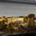 无毒见手青，黄牛肝菌，基地种植，全精品好货
