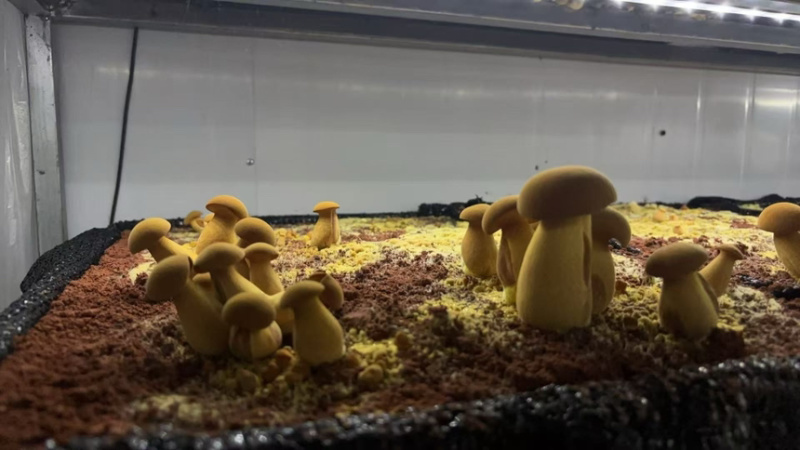 无毒见手青，黄牛肝菌，基地种植，全精品好货