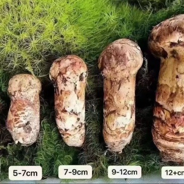 云南深山香格里拉原产地源头一手好货