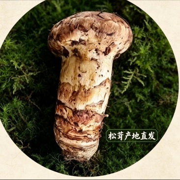 云南深山香格里拉原产地源头一手好货