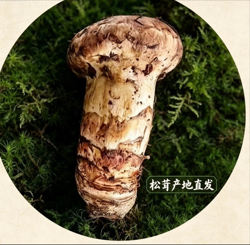 云南深山香格里拉原产地源头一手好货