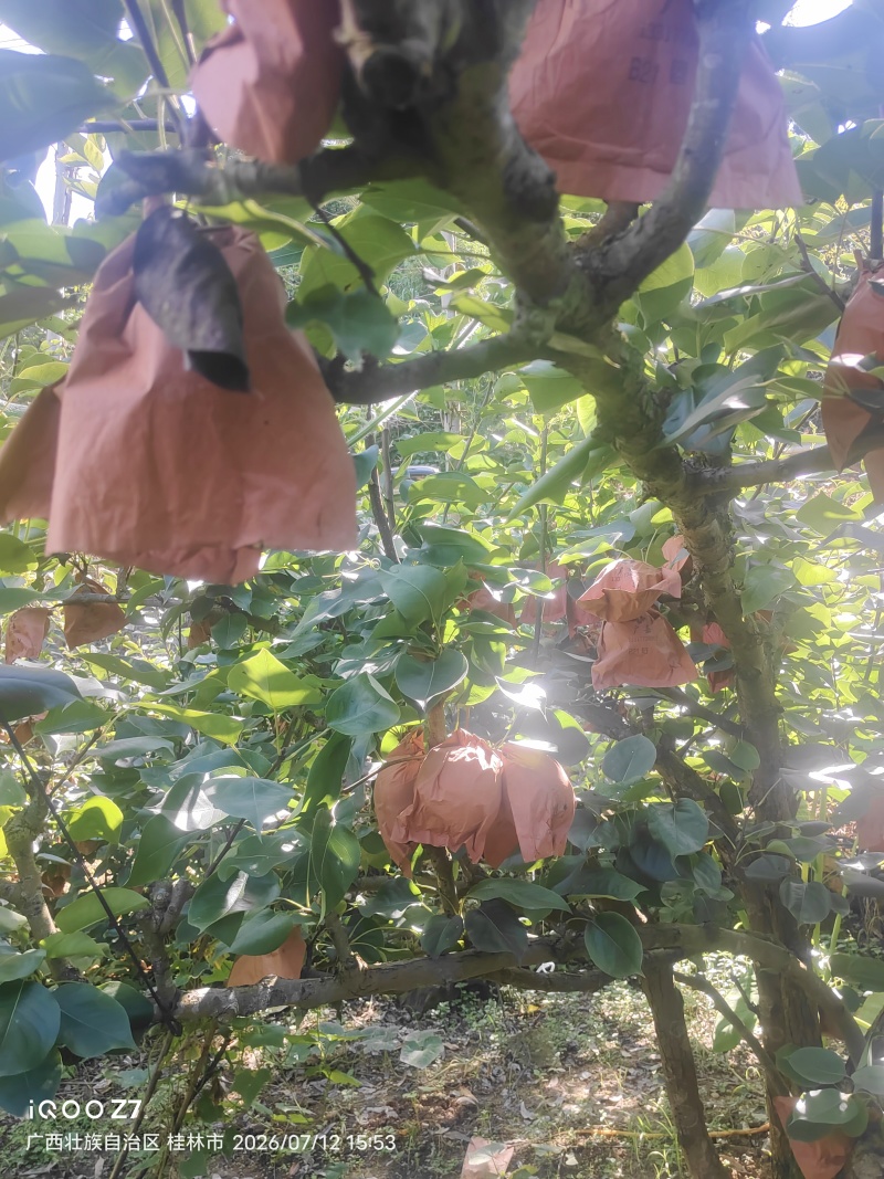 桂林地区有大量套袋桂花梨供应。