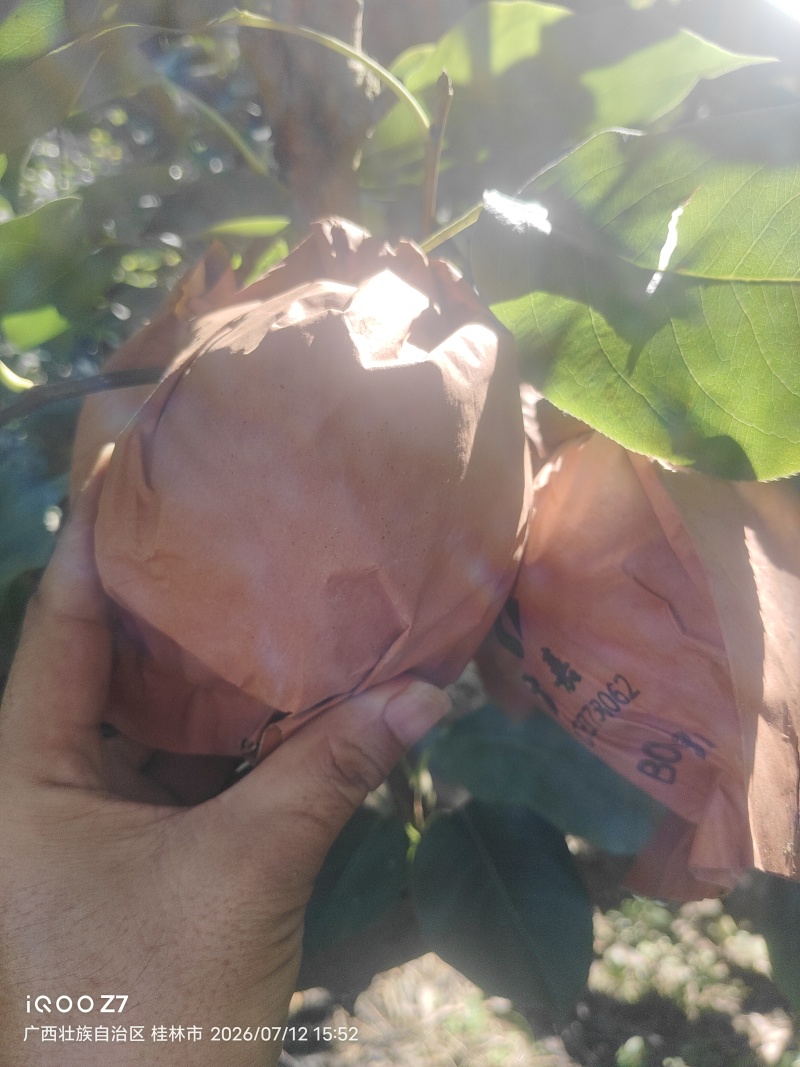 桂林地区有大量套袋桂花梨供应。