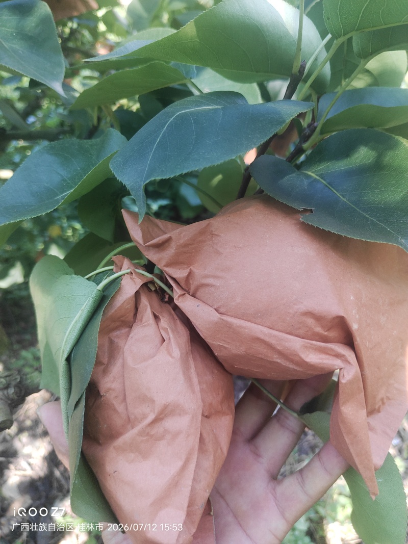 桂林地区有大量套袋桂花梨供应。