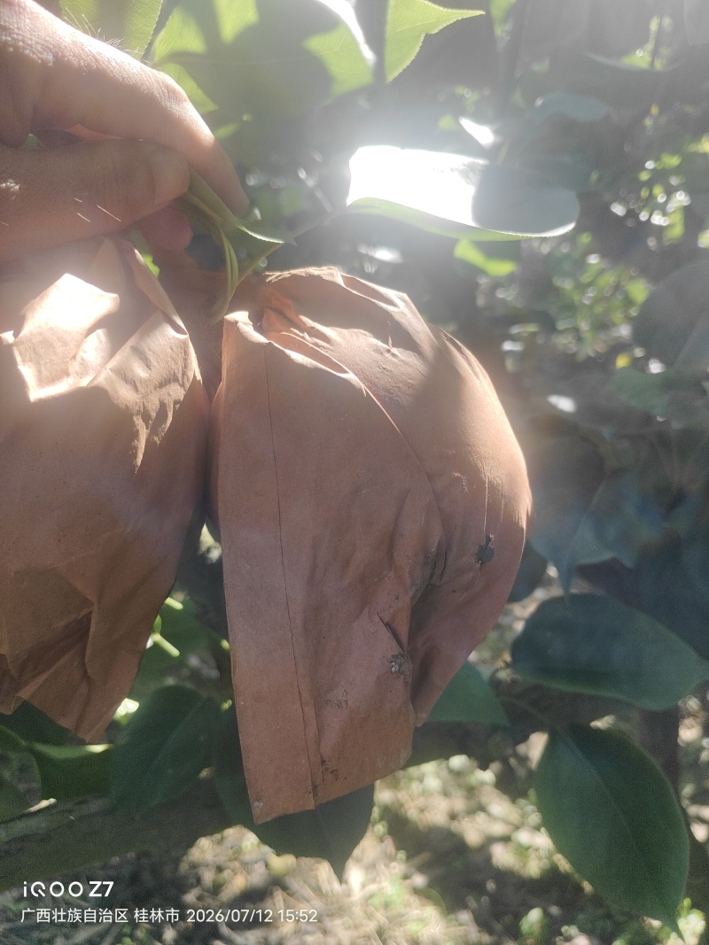 桂林地区有大量套袋桂花梨供应。