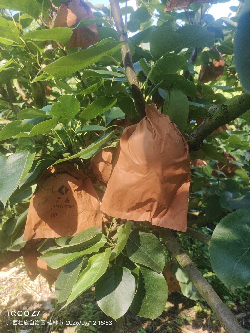 桂林地区有大量套袋桂花梨供应。