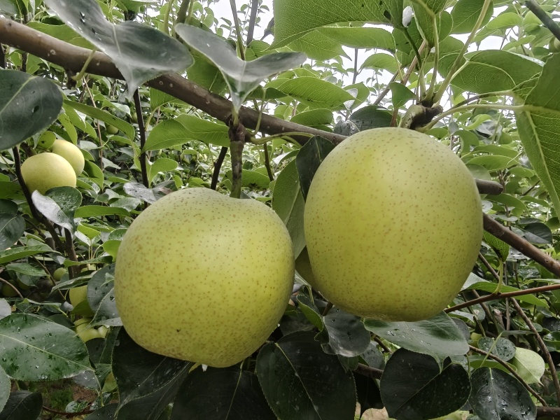 黄冠梨大吨位供应