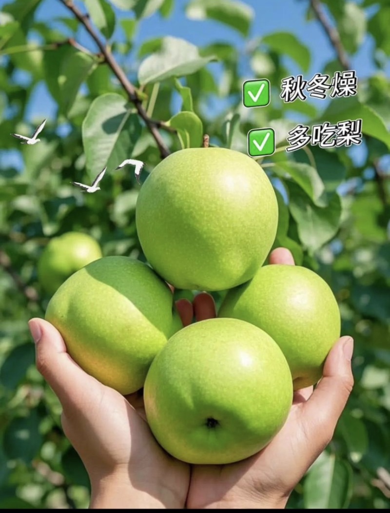 【推荐】安徽皇冠梨青皇冠梨白皇冠梨规格齐全欢迎采购