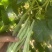 天水精品白芸豆