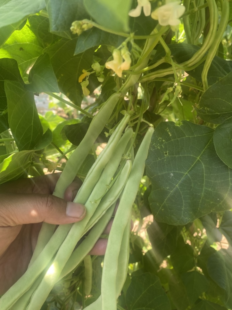 天水精品白芸豆