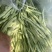 天水精品白芸豆