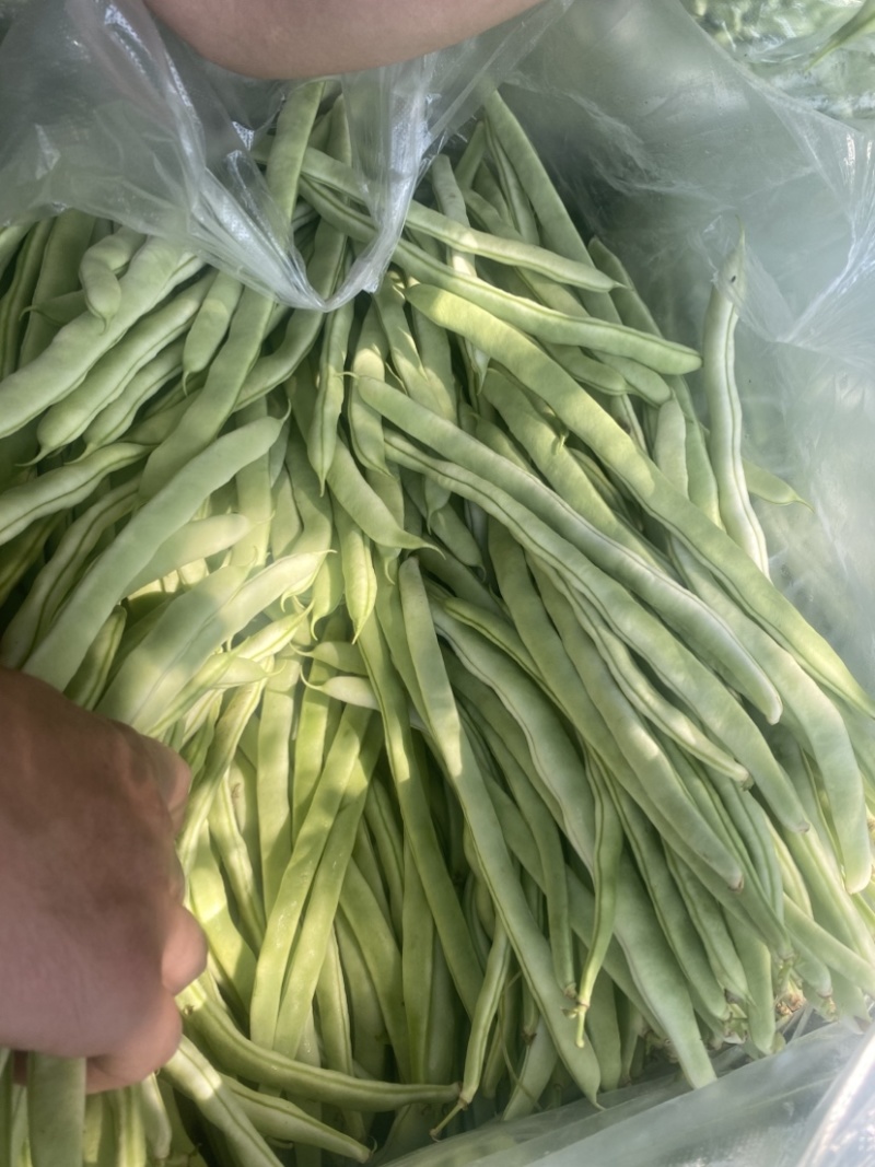 天水精品白芸豆