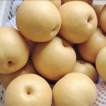 【推荐】安徽元皇蜜梨晚秋黄梨大量上市价格美丽欢迎来电