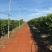 钦蜜9号黄金百香果，电商果，市场果量大从优。