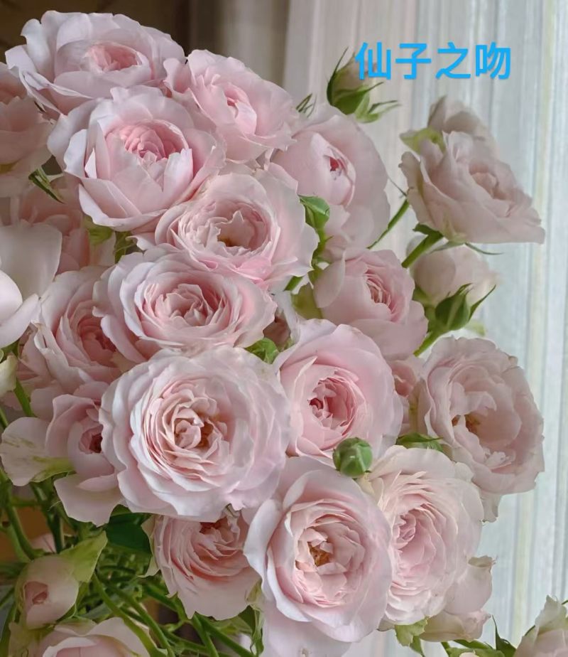 云南昆明斗南丰花月季，自产自销，品质保证，价格实惠