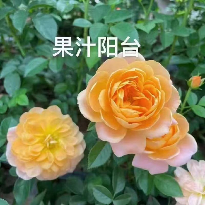 云南昆明斗南丰花月季，自产自销，品质保证，价格实惠