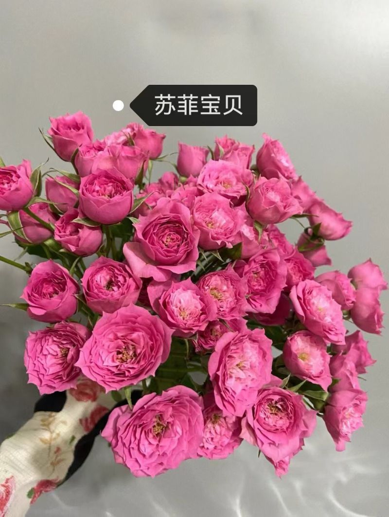 云南昆明斗南丰花月季，自产自销，品质保证，价格实惠