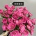 正品云南玫瑰花苗10~20cm，一年四季开花，欢迎订购