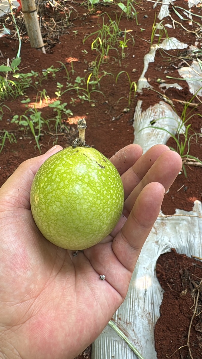 钦蜜9号百香果，一件也发，社区团购，零售批发。
