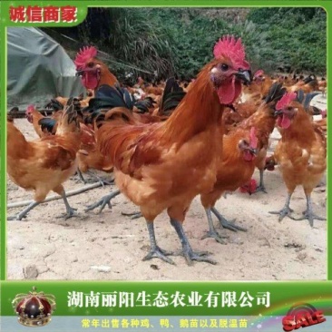 乌皮红冠鸡苗/金凤凰乌鸡苗/金凤3鸡金凤4鸡/基地直销