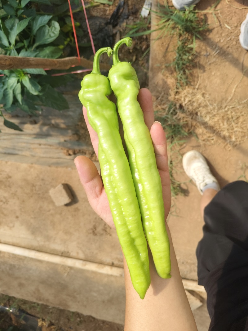牛角