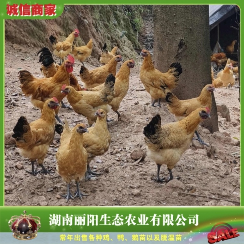 乌皮红冠鸡苗/金凤凰乌鸡苗/金凤3鸡金凤4鸡/基地直销