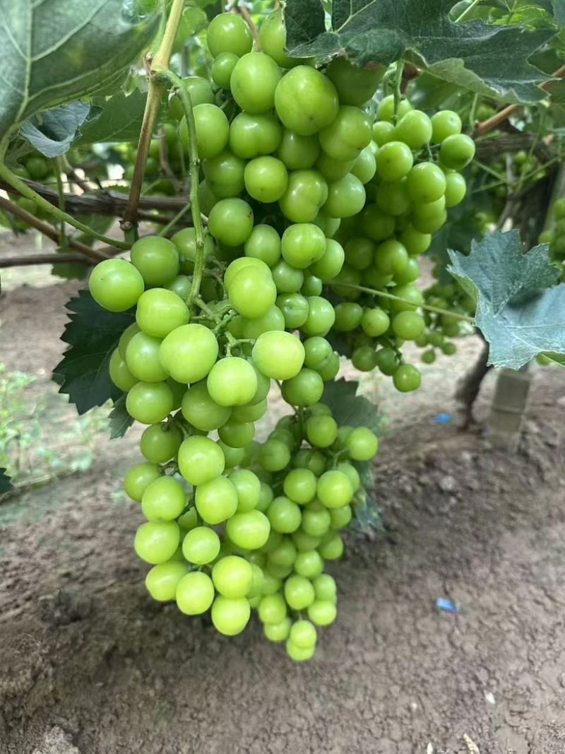 阳光玫瑰葡萄