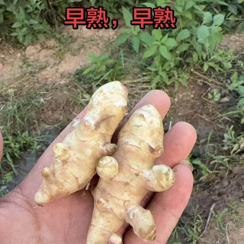 早熟洋姜