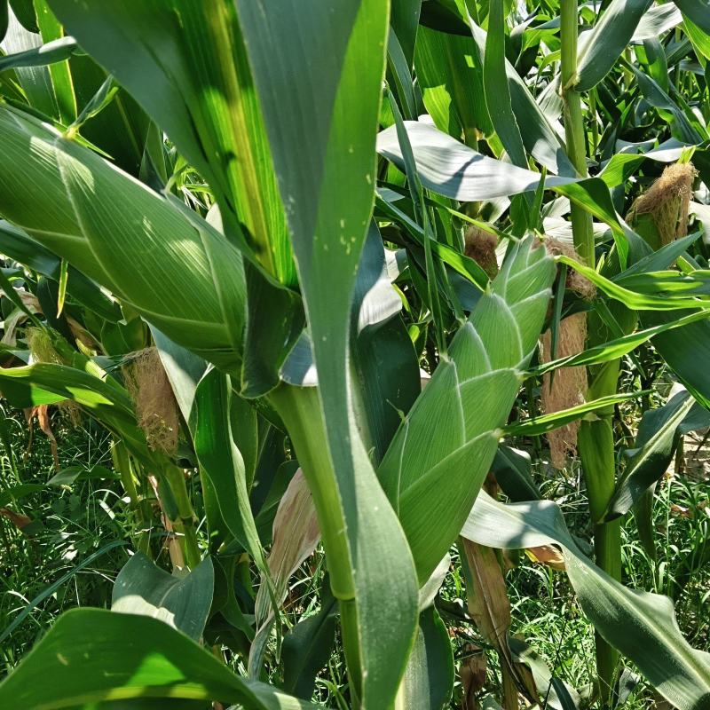 陕西临潼新丰太阳花水果玉米种植基地