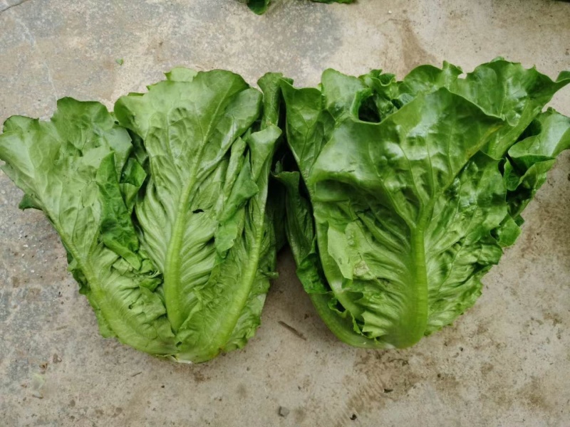 青峰全年耐抽意大利耐热耐寒耐抽苔品质优