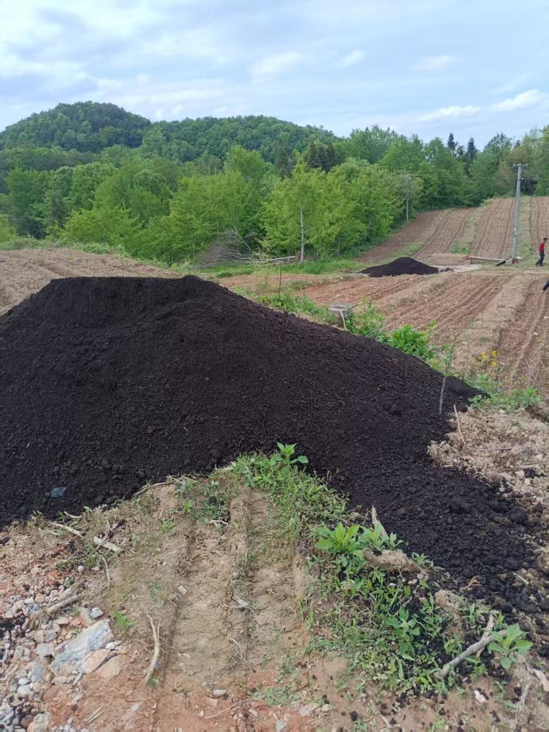 湖北宜昌高山有机辣椒，湘研55和薄优126两个品