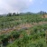 湖北宜昌高山有机辣椒，湘研55和薄优126两个品